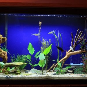 April 3, 2011.  Added new plants and 2 otos, over from quarantine tank