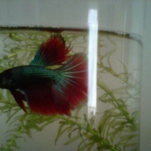 'halfmoon' betta fish 'Spartacus'...not the greatest picture took it with my cell phone which has a broken screen. he's just hangin out, not flared/di