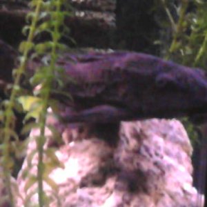 Meatloaf....the Plecostymus
