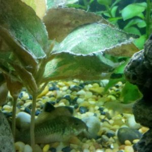 Dora the Panda Cory, with one of the green cories