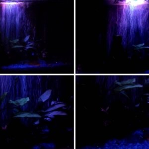 DIY Moonlight: I used a clip-on LED light and placed it above a multi-colored lens that came w/ an exterior garden spotlight.