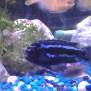 Levi....elec. blue johanni, scientific name is : Melanochromis Johanni, known as the MBUNA (rock fish), because it lives with plenty of rock or other 