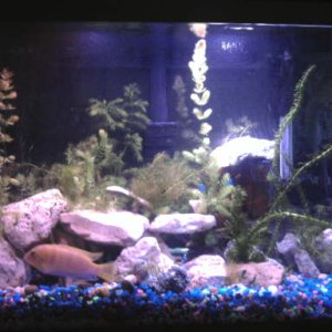 one of my tanks
