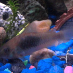 Dolo, (CORYDORA), i have had with African Cichlids for over a year............