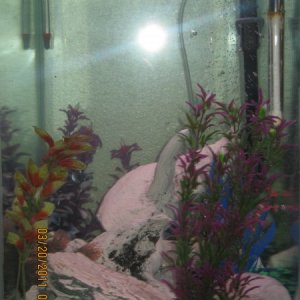 a side shot of the tank