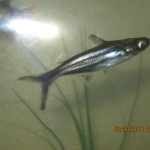 My pangasius cat he is a baby about 1" long