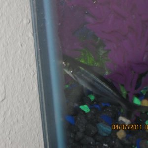 anther of shadow he will hang out in the corner and you would swear he is dead til you move something in the tank