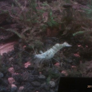 White "ghost shrimp"