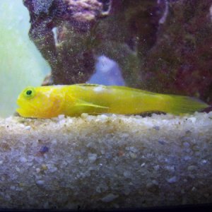 Yellow Watchman Goby (Sick)