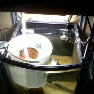 Fry growout tank showing bucket submersed in tank and pipework from sump.