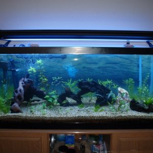My new aquarium lights! Yah!
