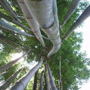 Bamboo from below!