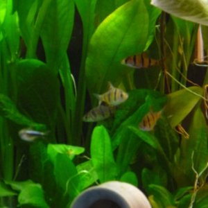my shoal of five banded barbs