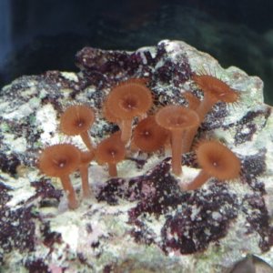 brown button polyps