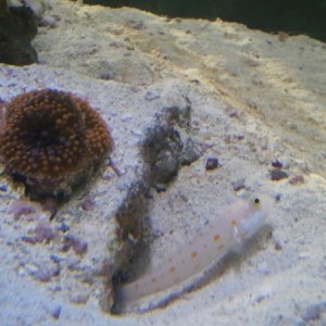 daimond goby