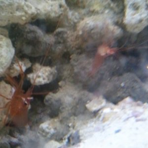 peppermint shrimp