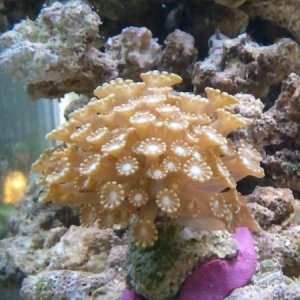 daisy coral