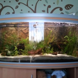 First attempt at planted tank. Rena 360l 4ft panoramic tank. Various plants, pond soil & sand substrate. Bog wood & mopani, rocks & coral sand. 3d roc
