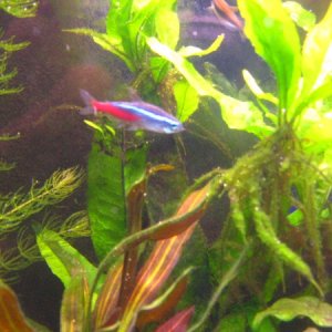 Neon Tetra :)  a nice classic aquarium fish :)