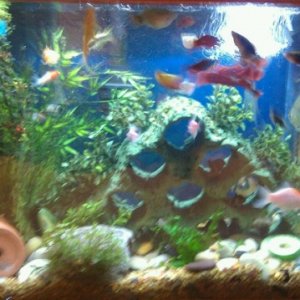 20 gallon

Platy/Moons so inbred non are orginal colors, most are Blue Varitus with orange glow from red wag moon or mickey mouse moon

Silver dollars