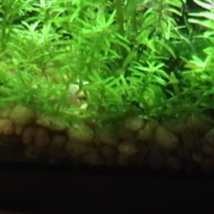 taken last Wednesday, June 1, 2011. Left side of the tank. look at how the rotala laid down and have its roots sink down.