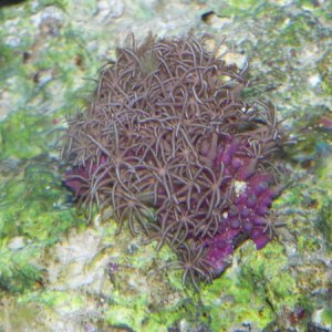 Our first star polyps