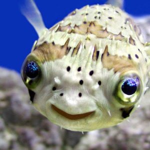Globefish
