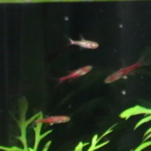 My newest residents...arrived last June 8, 2011 from HN1 and severum mama. They are the chili rasboras.