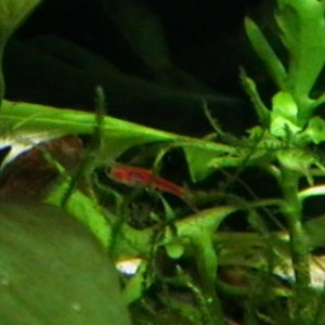 My newest residents...arrived last June 8, 2011 from HN1 and severum mama. They are the chili rasboras. Very tiny and very fast little cuties. LOL.
