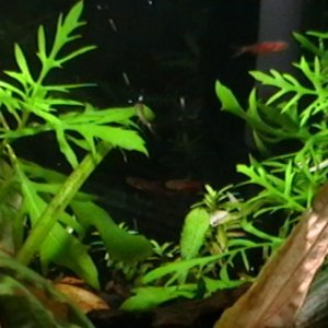 My newest residents...arrived last June 8, 2011 from HN1 and severum mama. They are the chili rasboras. Very tiny and very fast little cuties. LOL.