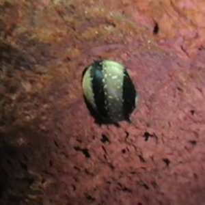 My horned nerite snail. Also arrived with the chilis, but this picture was taken yesterday, June 10, 2011. He is very cute.