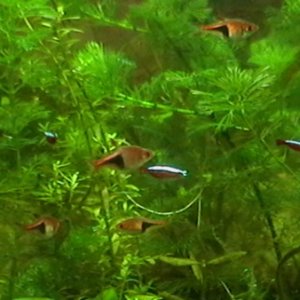 New additions...3 more cardinal tetras so I have 5 now...got them from SM and HN1 and came in last June 8.