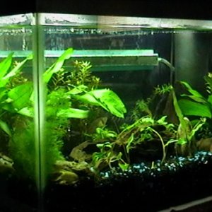 june 8, 2011..got my new additions today...6 ember tetras. now my female gourami is not alone...left side tank view.