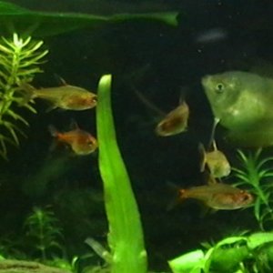 june 8, 2011..got my new additions today...6 ember tetras. now my female gourami is not alone...from SM and HN1.