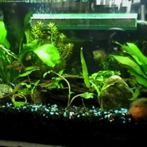 june 8, 2011..got my new additions today...6 ember tetras. now my female gourami is not alone...from SM and HN1. Another tank view...