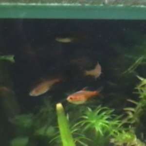 Another shots of my new embers...June 10, 2011. They are more orange-y look now....they are also very fast cutie pies.