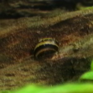 My horned nerite snail...doing his job. :-) June 10, 2011