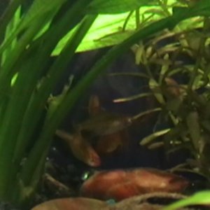 Playing hide and seek in the plants....ember tetras. June 10, 2011