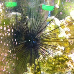 long spined urchin