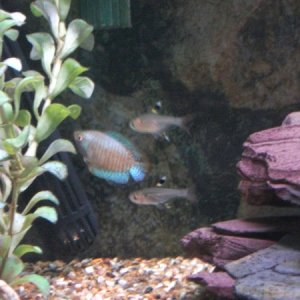 Blue Dwarf Gourami and two if my five Pristella (X-Ray) tetras.