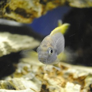 Yellow Tail Blue Acei