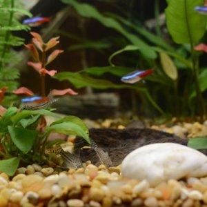 Three of my Julii corys feeding with neon tetras blurring around them. The 18" or so driftwood is partially buried in the gravel, with large stones do