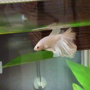 Gandalf the day he arrived from Thailand.  A bit of his tail is chewed, but that will grow back over time.  My poor boy!