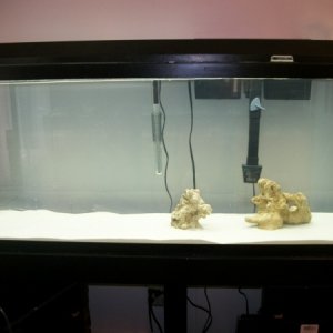 55 gal Saltwater Project, as I call it :) So far ,,,,so good.