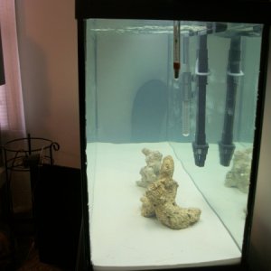 Very first Saltwater tank, less then 24 hrs after beginning this is how it looks.