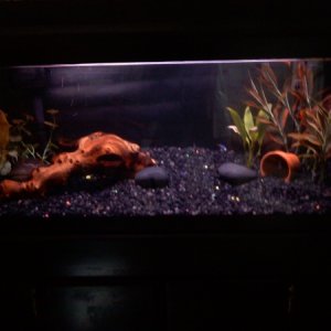 Here is the tank with the mopani wood.