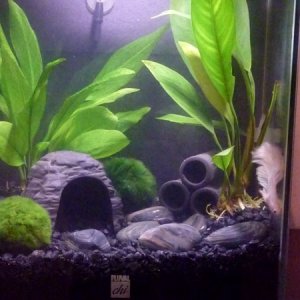 Tank with two new Marimo balls!
