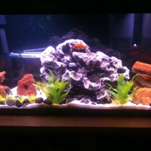 55 gallon assorted african cichlid and baby common pleco and a rainbow shark