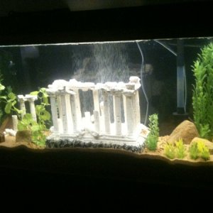 55 gallon Goldfish Aquarium
Housing 3 Goldfish