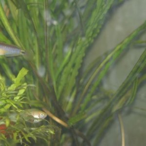 Peacock goby